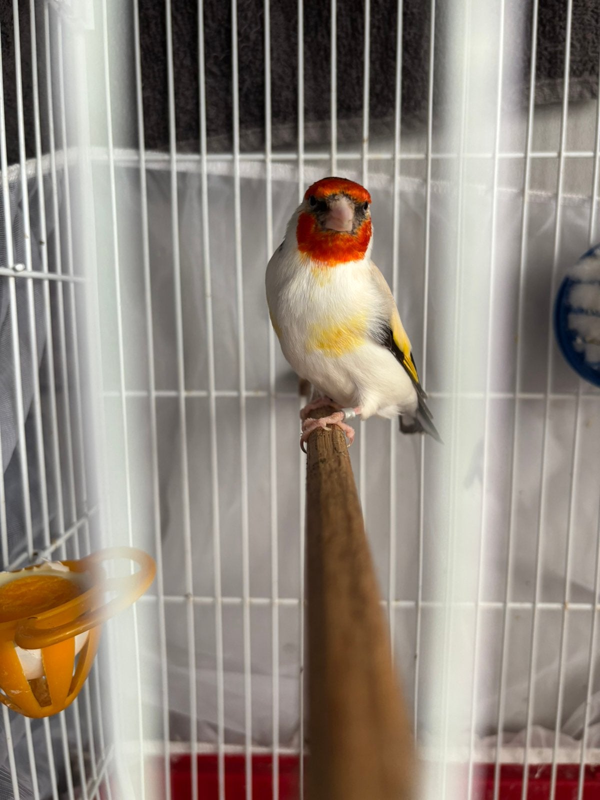 Mayoor putter  vrouwtje 2025 grote vogel, Dieren en Toebehoren, Vogels | Overige Vogels, Vrouwelijk, Wildzangvogel