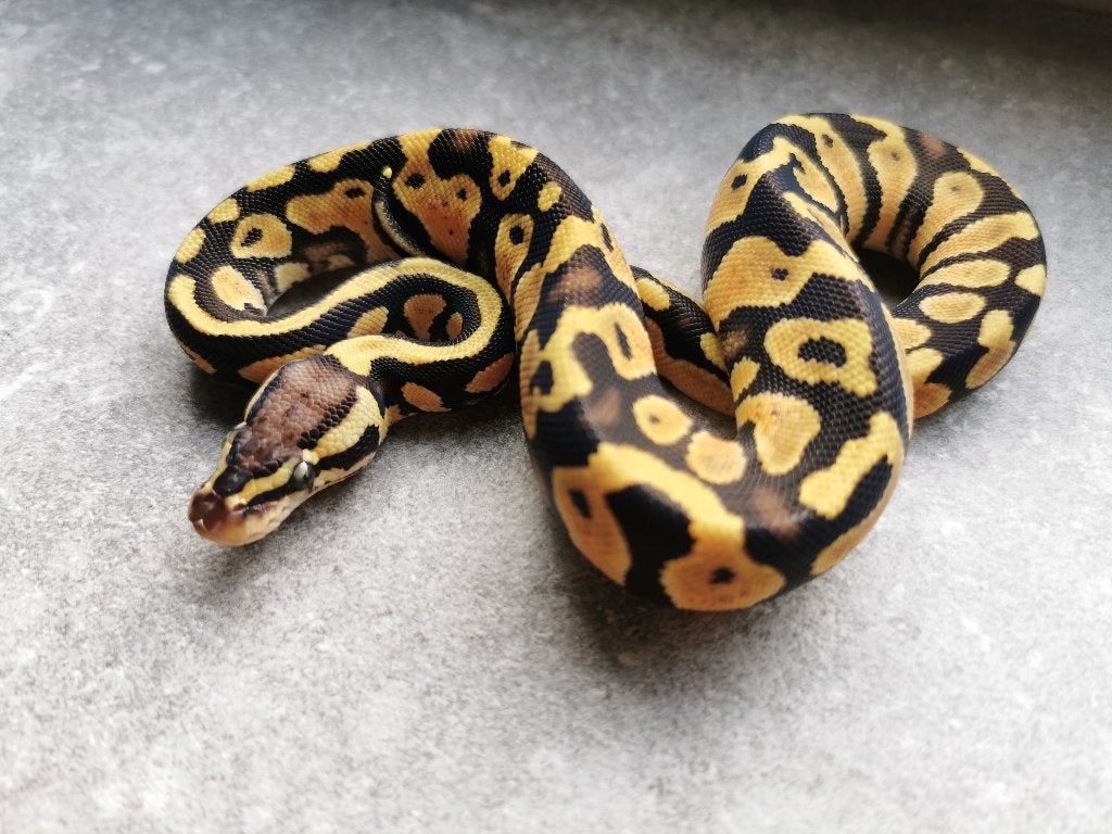 0.1 Pastel (het Clown of het Cryptic) Koningspython Ball Python photo 3