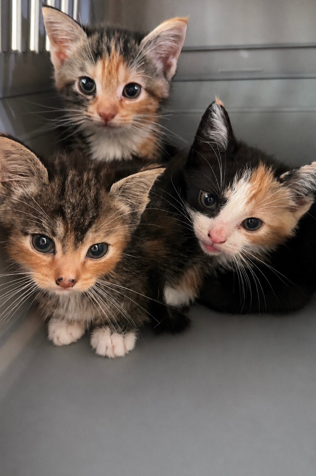 kittens aangeboden, Poes