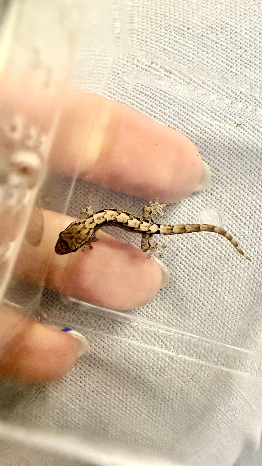Jonge Rouwgekko’s, Dieren en Toebehoren, Reptielen en Amfibieën, Hagedis, 0 tot 2 jaar