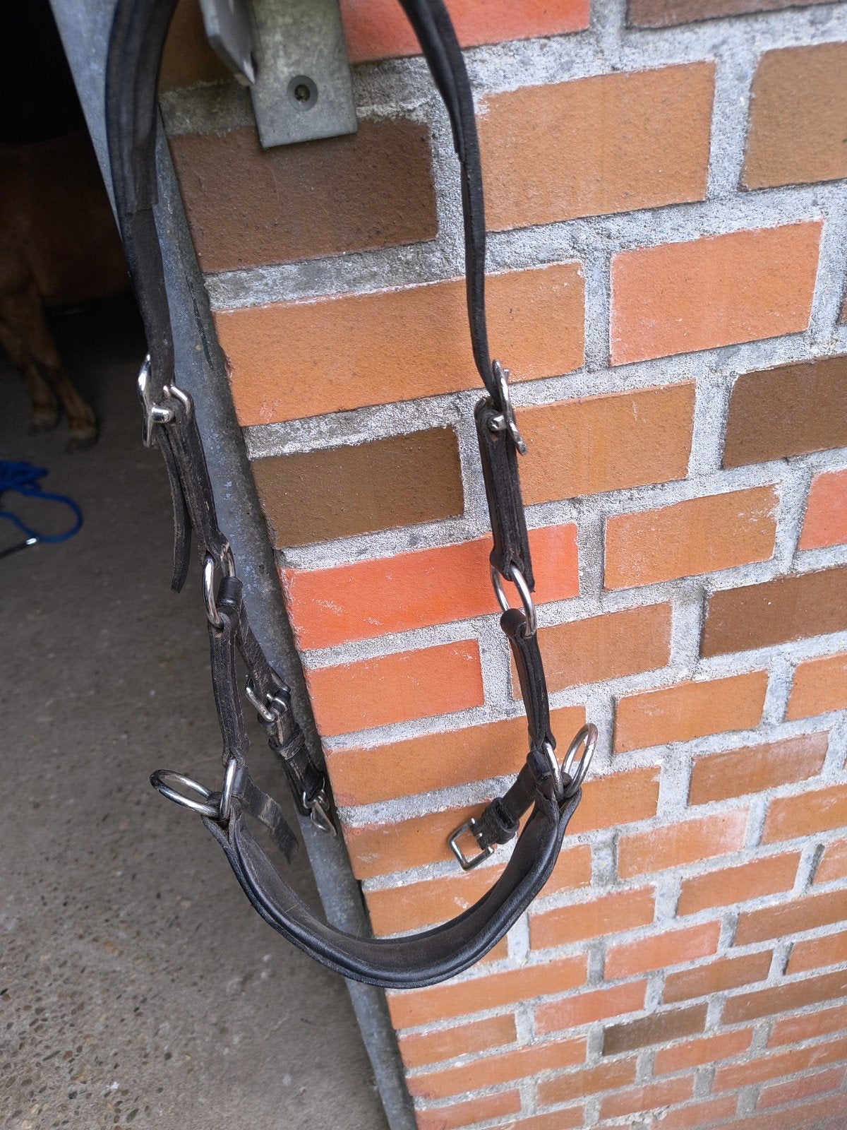 MD equistrains bitloos hoofdstel shet, Ophalen of Verzenden, Hoofdstel