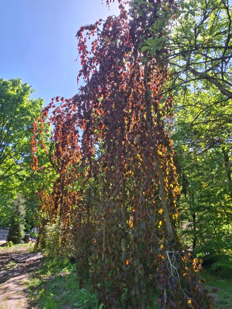 Rode treurbeuk - Fagus sylvatica 'Purpurea Pendula', Treurboom, Lente, 400 cm of meer, Ophalen