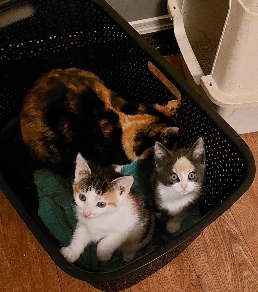 kittens, Poes, Ontwormd, 0 tot 2 jaar