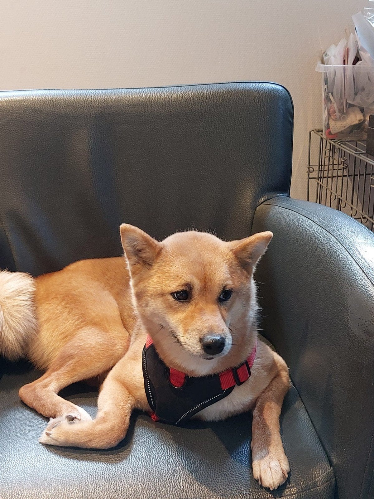 shiba inu teefje 3,5 jaar, Teef, Eén hond, 3 tot 5 jaar, Nederland