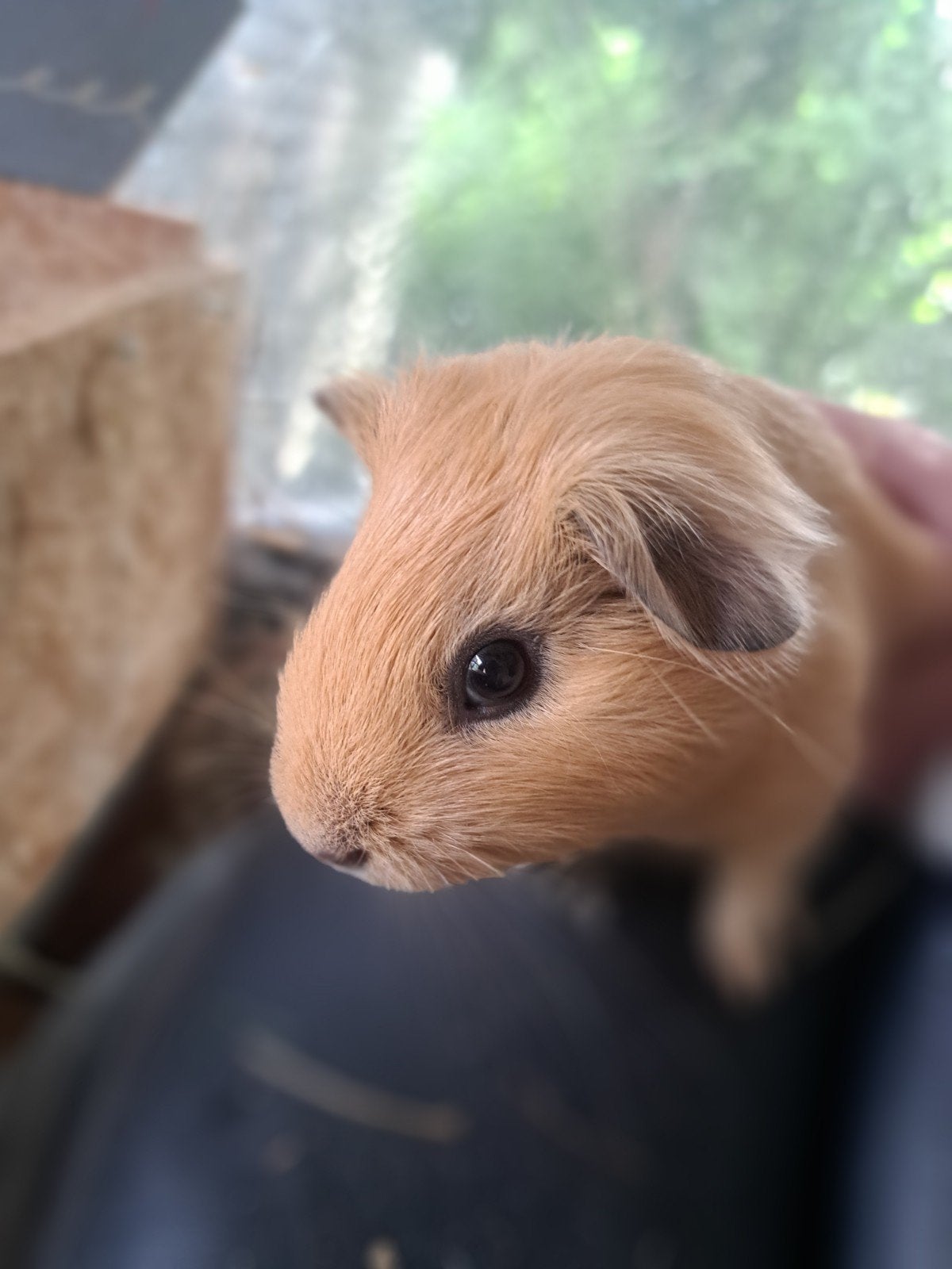3 jonge cavias, Dieren en Toebehoren, Juni, Meerdere dieren, Cavia