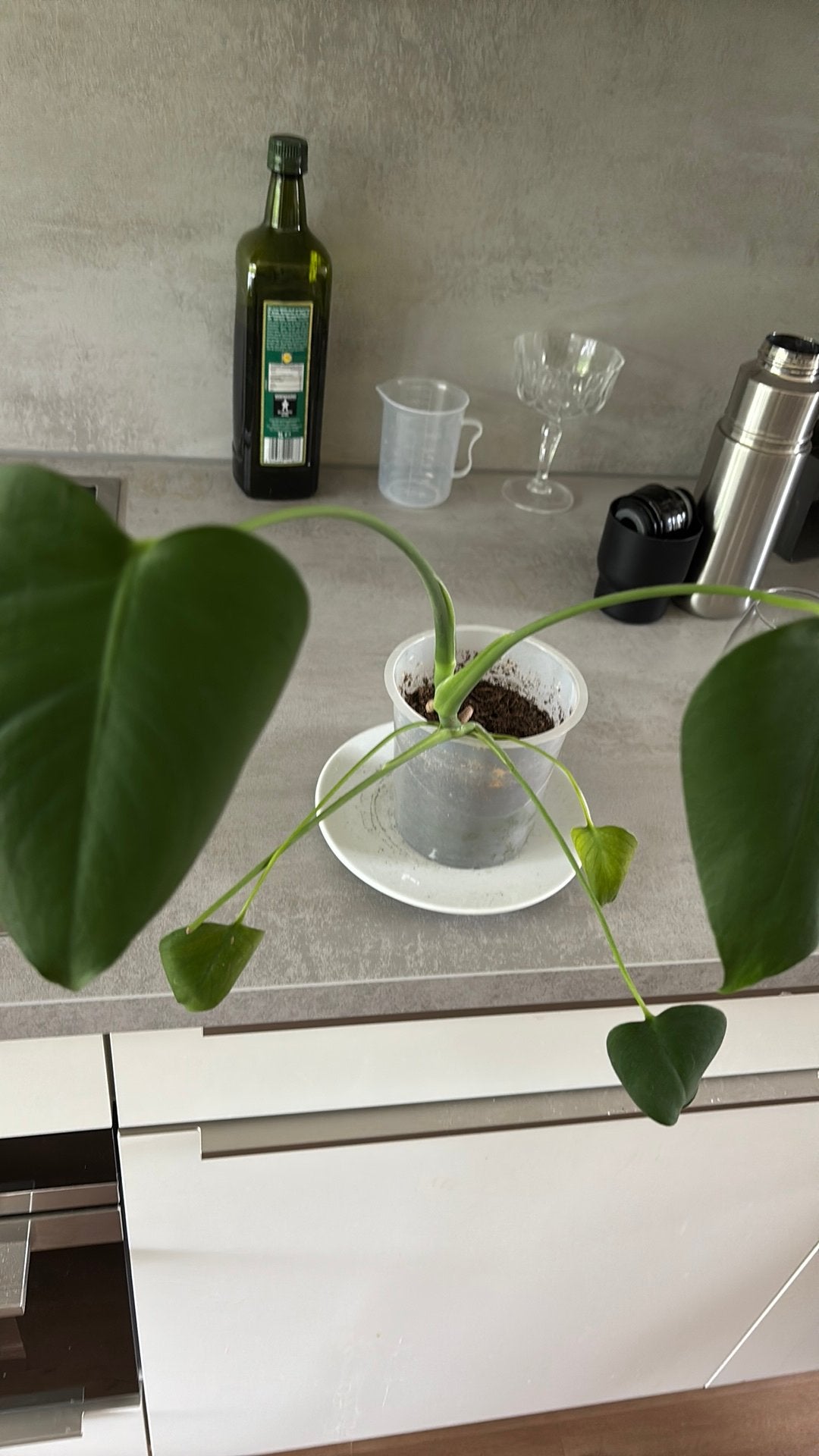 Mostera stekkie, Huis en Inrichting, Kamerplanten, Ophalen, Halfschaduw, Minder dan 100 cm