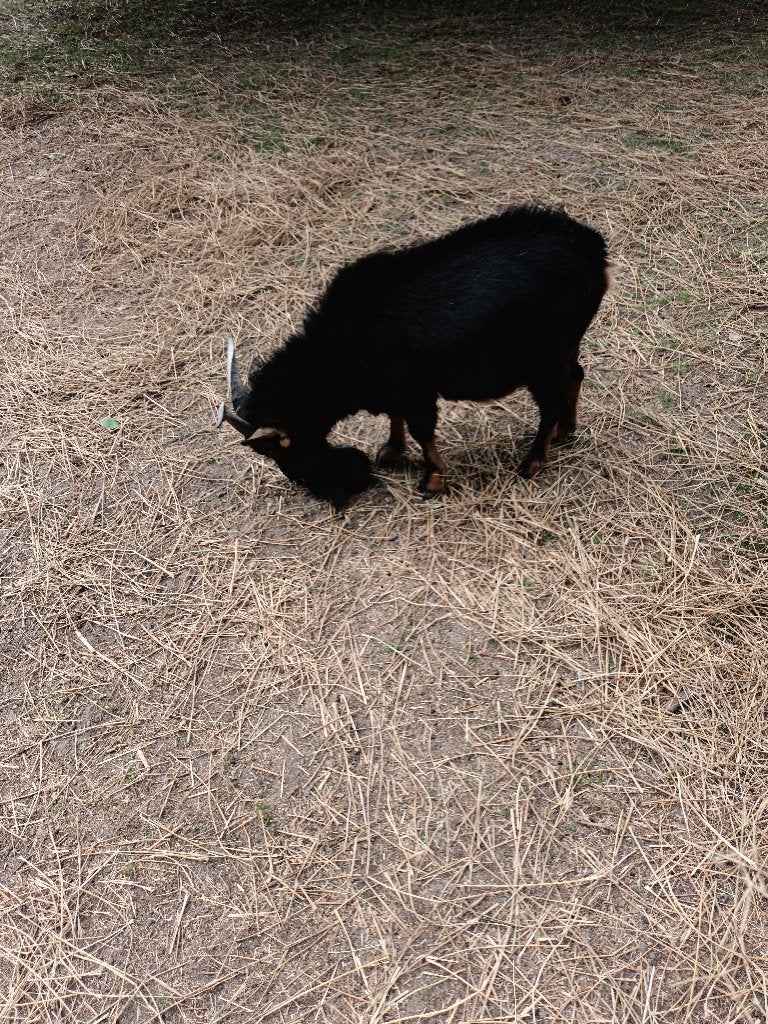 geitenbok, Dieren en Toebehoren, Mannelijk, Geit, 3 tot 5 jaar