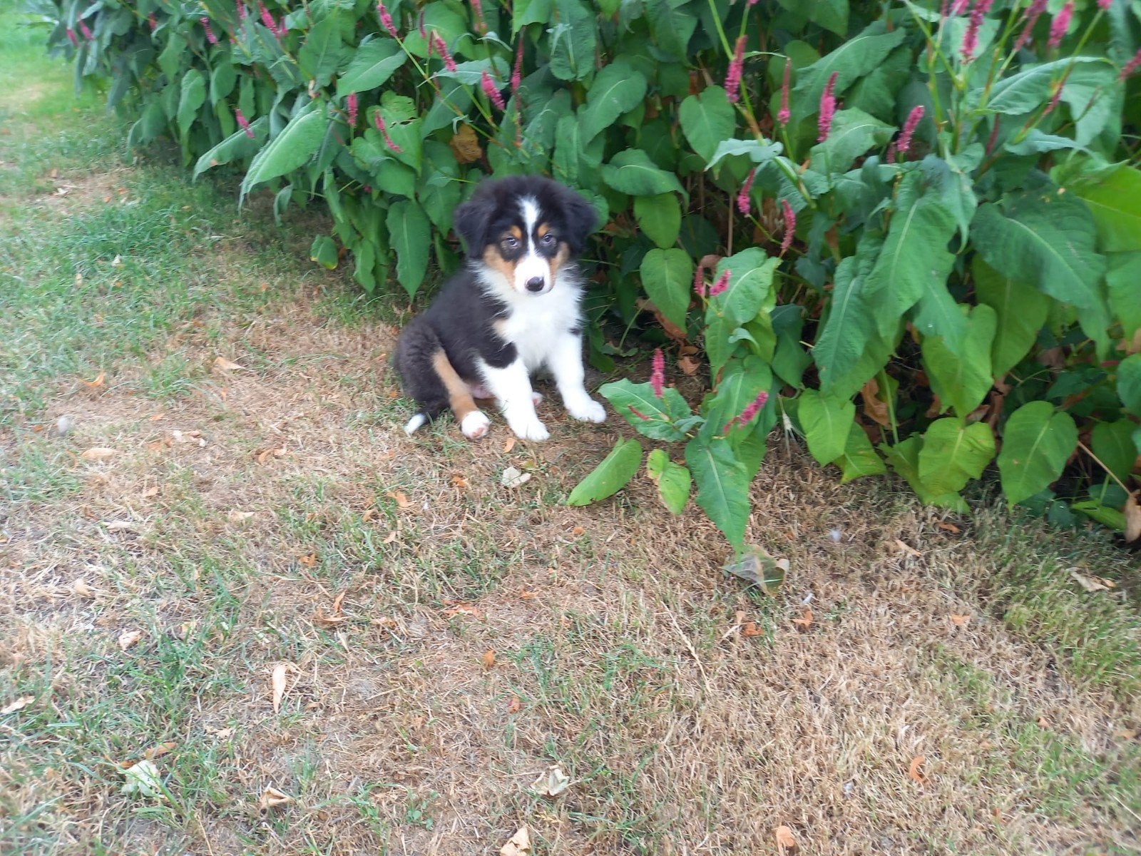 Australian Shepherd pup, Dieren en Toebehoren, Reu, 8 tot 15 weken, Eén hond, Herder
