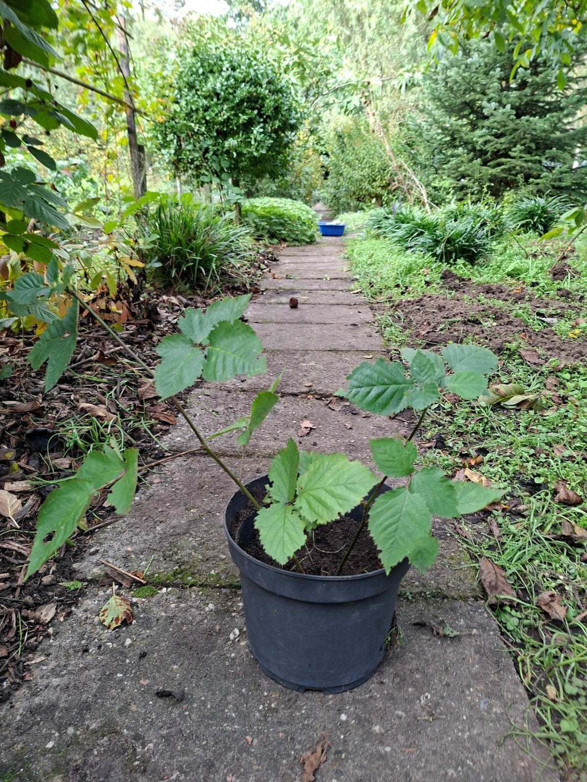 Doornloze Bramenstekken - Grote, Heerlijke Vruchten, Tuin en Terras, Ophalen, Minder dan 100 cm, Lente, Overige soorten