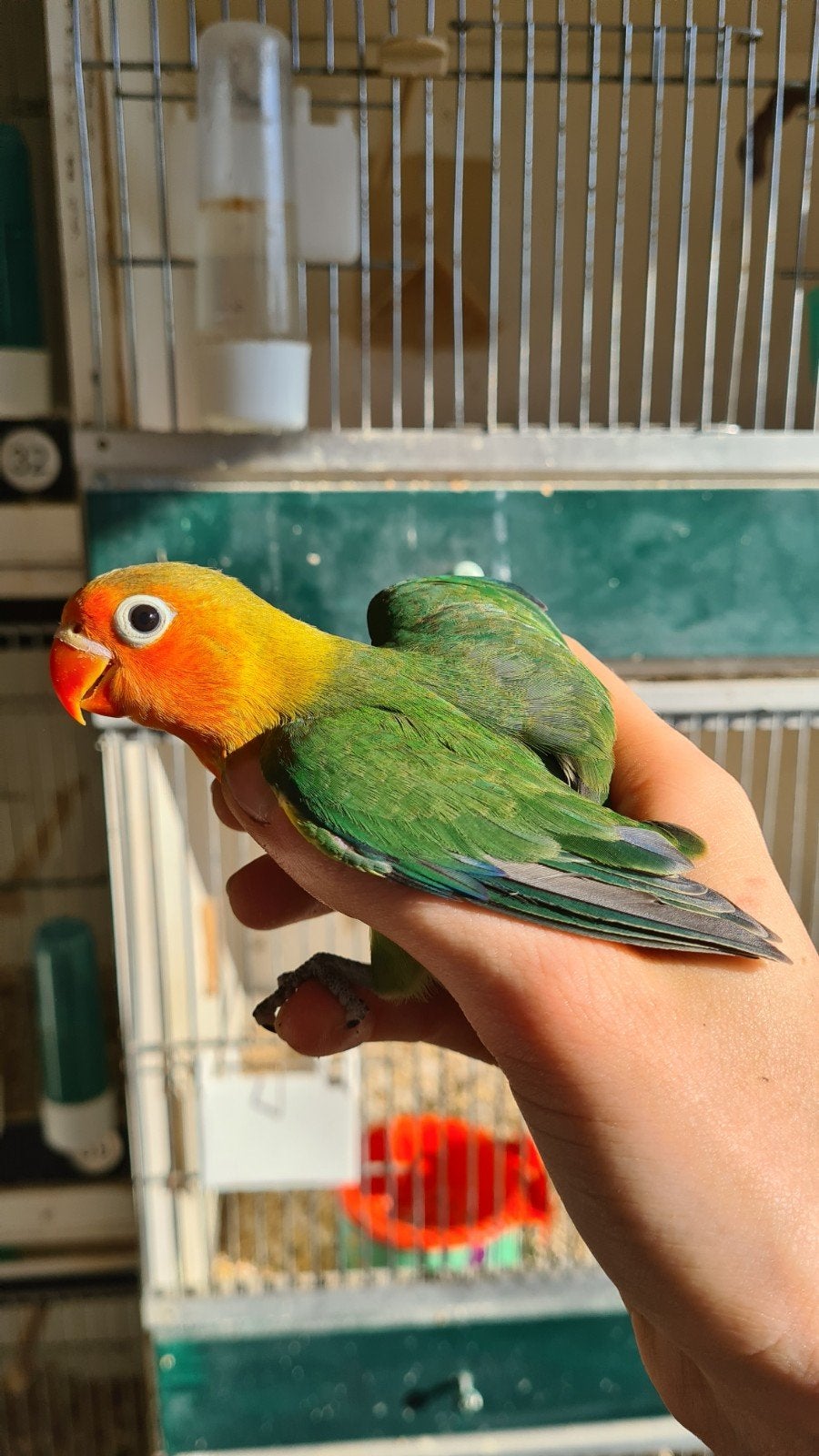 Agapornis Fischeri jong, Dieren en Toebehoren, Vogels | Parkieten en Papegaaien, Mannelijk, Dwergpapegaai of Agapornis, Geringd