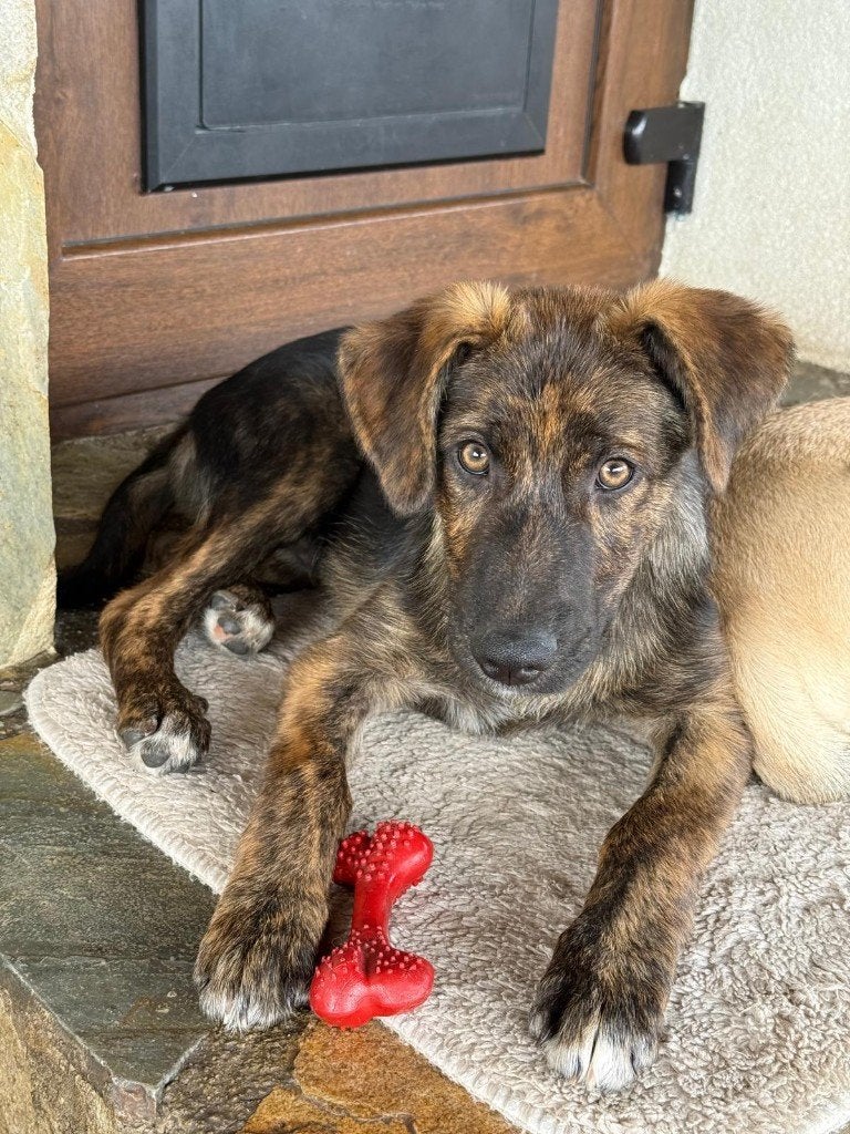 Mika in Roemenie Reu, 15 weken tot 1 jaar, Reu, Eén hond, CDV (hondenziekte)