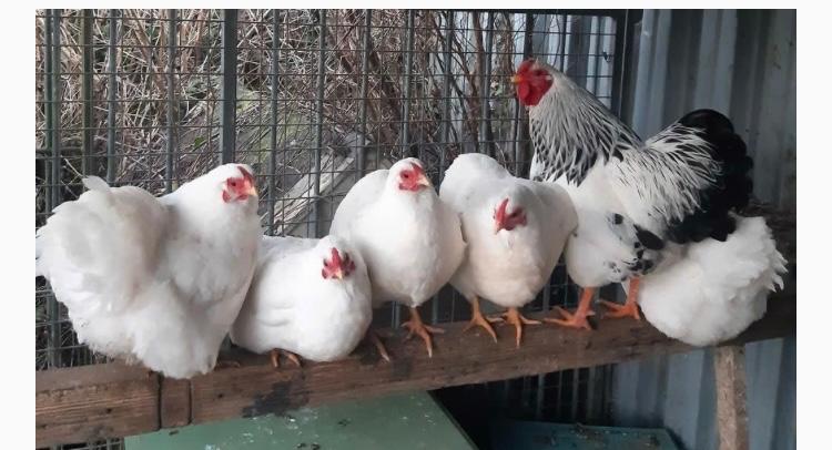 Te koop columbia wyandotte kriel haan, Dieren en Toebehoren, Mannelijk, Kip