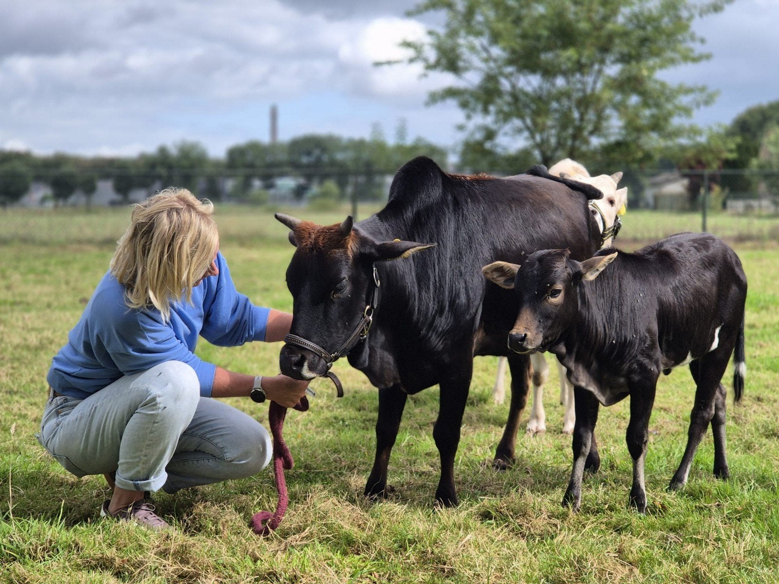 Mini Zeboe met vaarskalf, uniek!, Dieren en Toebehoren, Runderen, Vrouwelijk