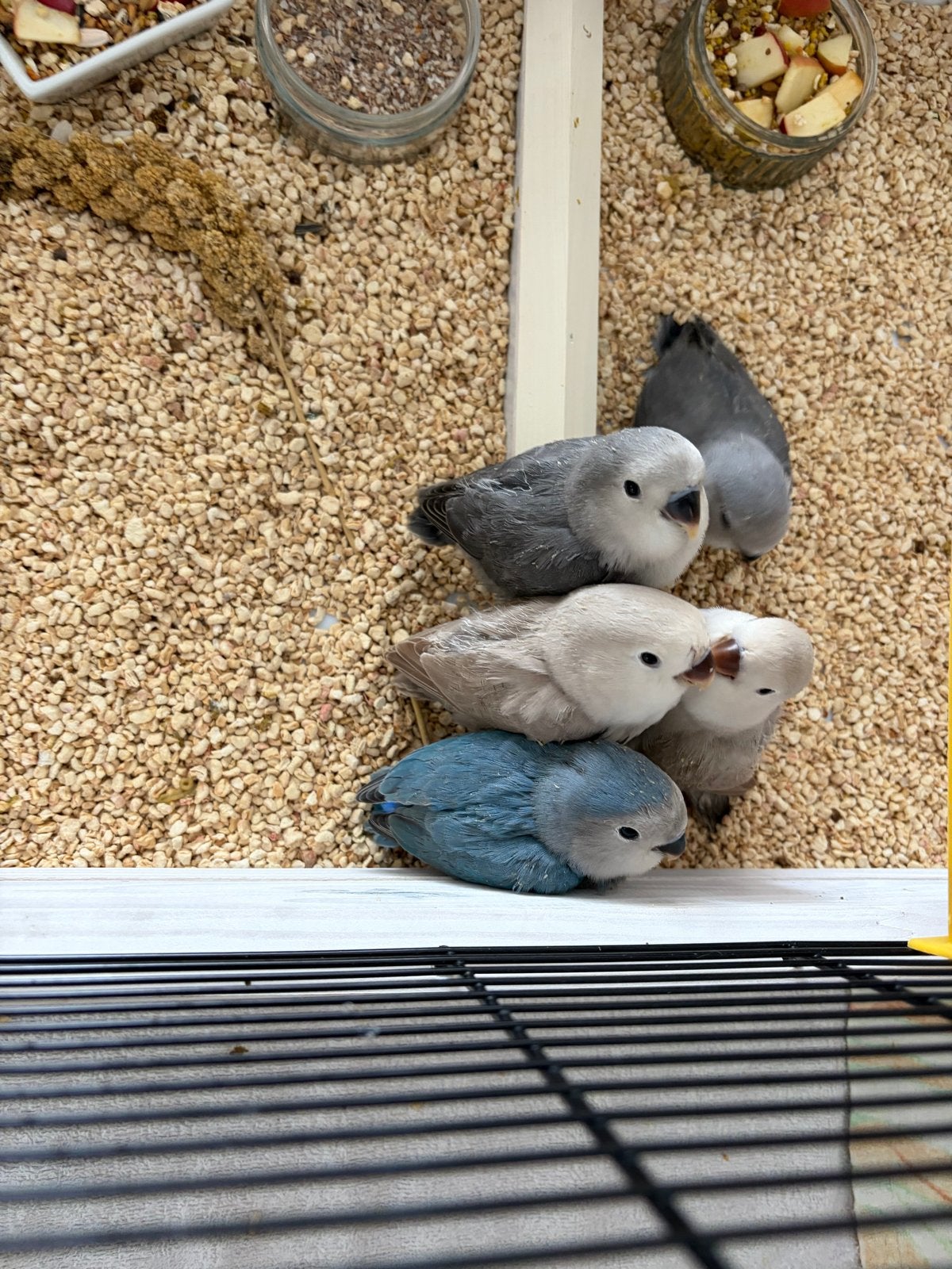 Handtamme agapornissen, Dieren en Toebehoren, Vogels | Overige Vogels
