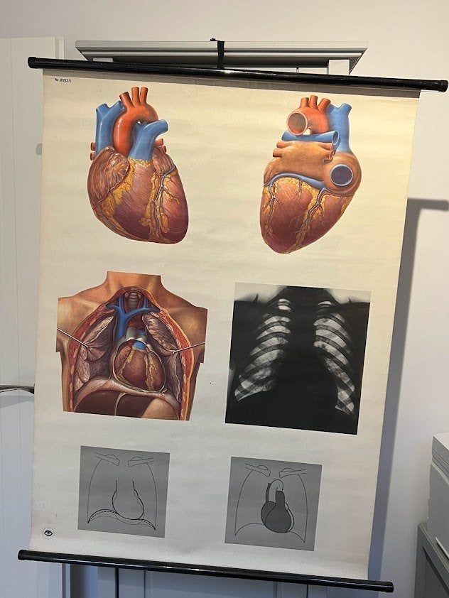 Hart schoolplaat op linnen 2053/1en Vintage, Ophalen, Natuur en Biologie