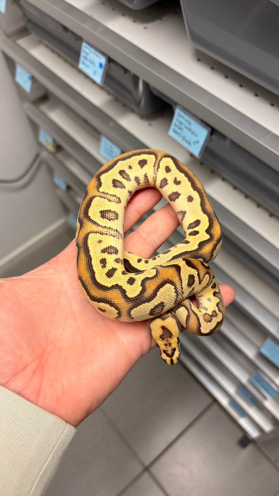 0.1 spotnose fire clown ball python, Dieren en Toebehoren, Reptielen en Amfibieën, Slang, 0 tot 2 jaar
