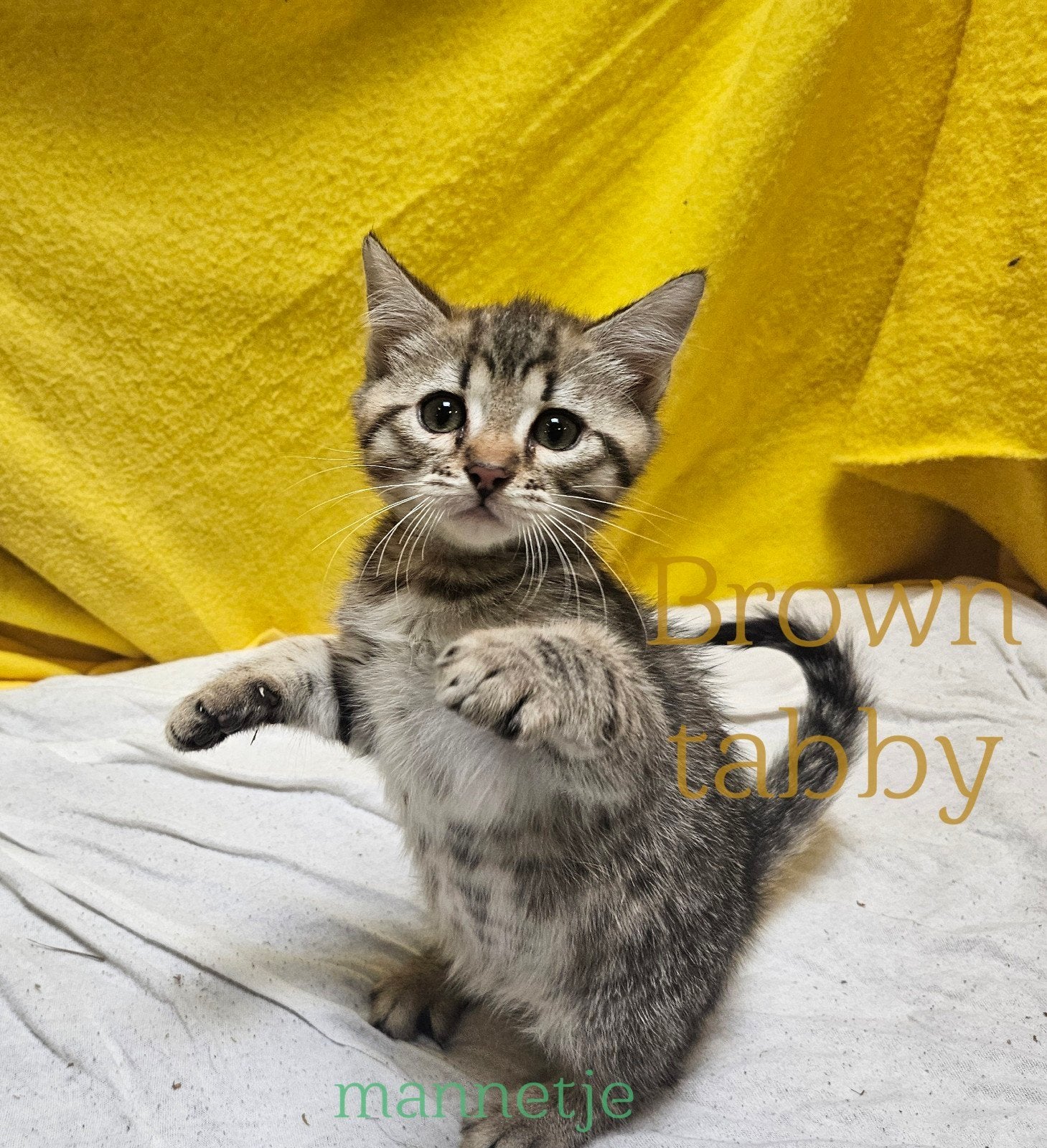 Bengaal kruising kitten katertje (11 weken oud), Dieren en Toebehoren, Kater, Gechipt, 0 tot 2 jaar