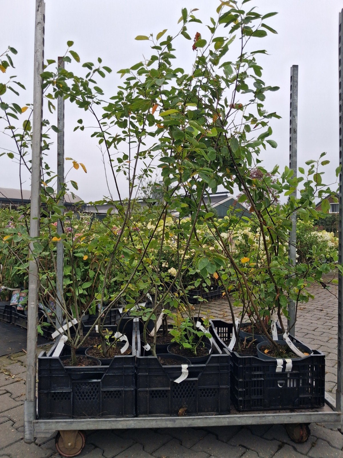 Amelanchier lamarckii - Krentenboompje meerstammig, Ophalen of Verzenden, Overige soorten, Struik, 100 tot 250 cm