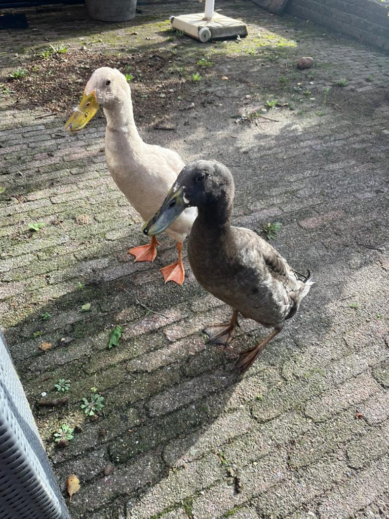2 indische Loopeenden woerden, Dieren en Toebehoren, Pluimvee, Eend