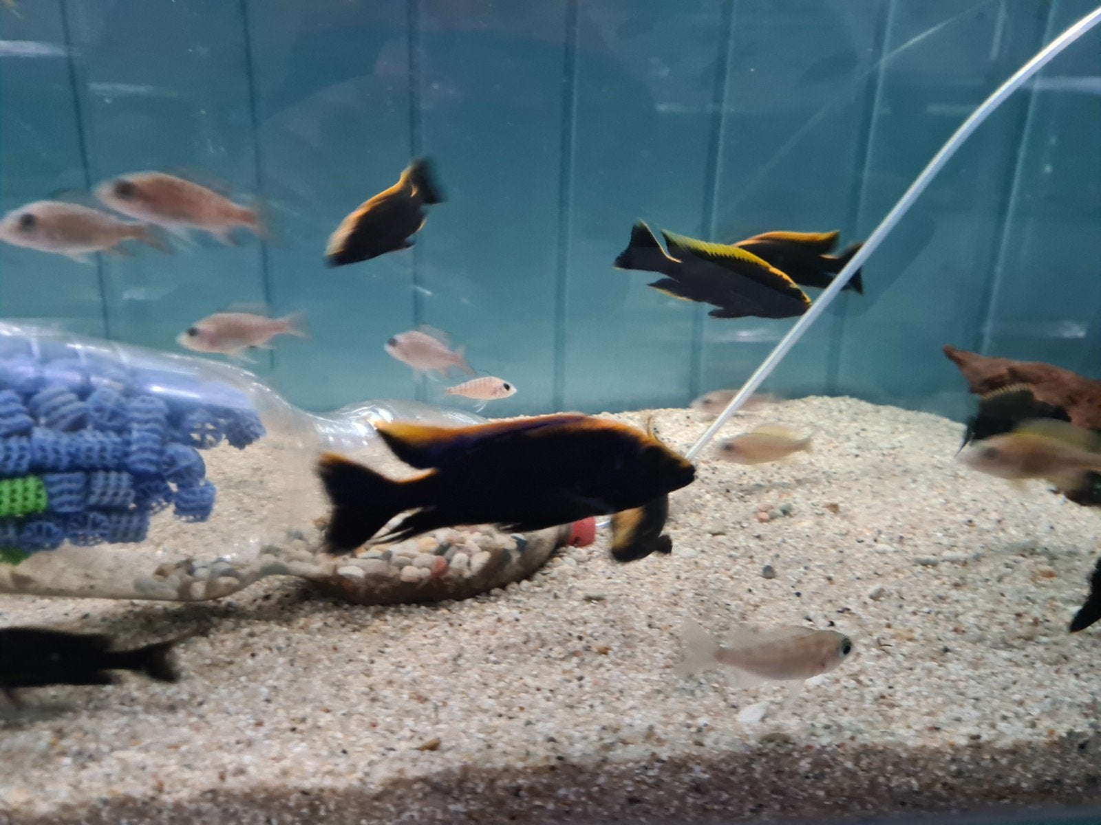 Otopharynx Black Orange Malawi Cichliden XL, Dieren en Toebehoren, Vissen | Aquariumvissen, Vis, Zoetwatervis