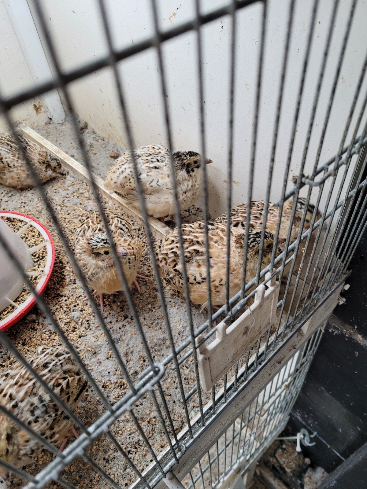 Japanse kwartels, Meerdere dieren, Overige soorten