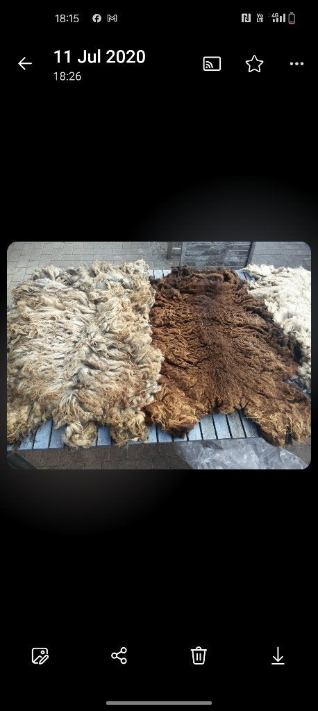 Schapenvachtjes, Ophalen of Verzenden, Rechthoekig, 50 tot 100 cm