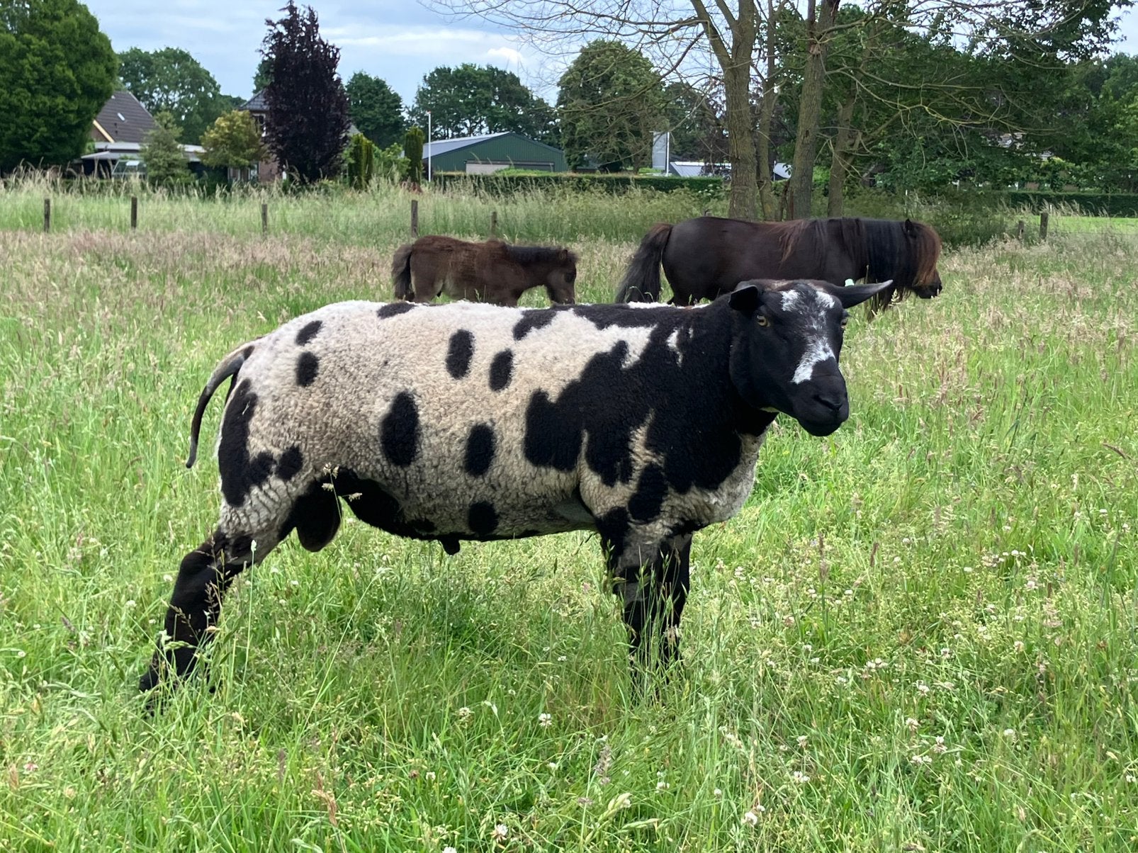 Beste bonte jaarling ram, Dieren en Toebehoren, Schapen, Geiten en Varkens, Mannelijk, Schaap