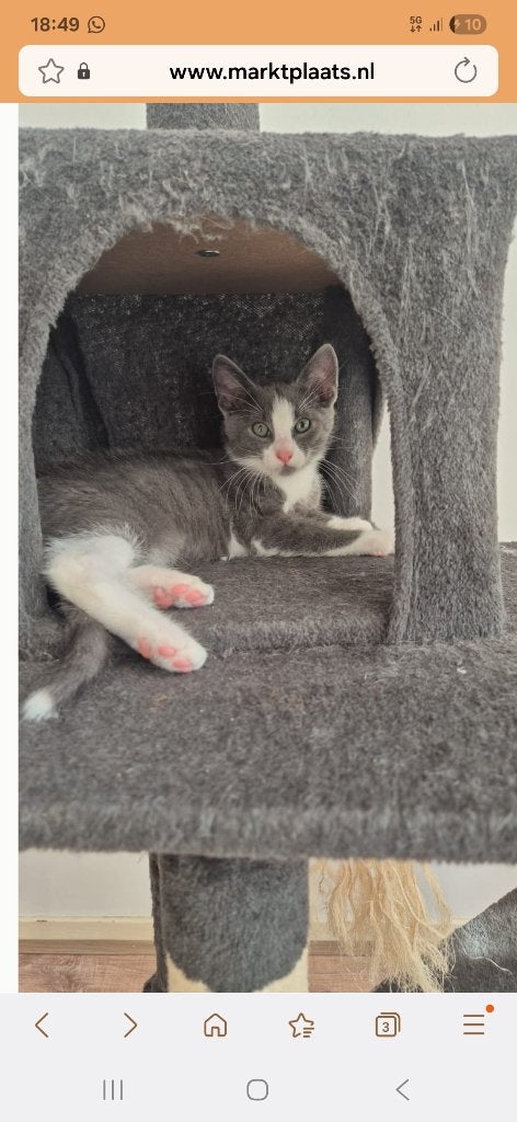 Kittens, Dieren en Toebehoren, Katten en Kittens | Raskatten | Korthaar, Poes, 0 tot 2 jaar