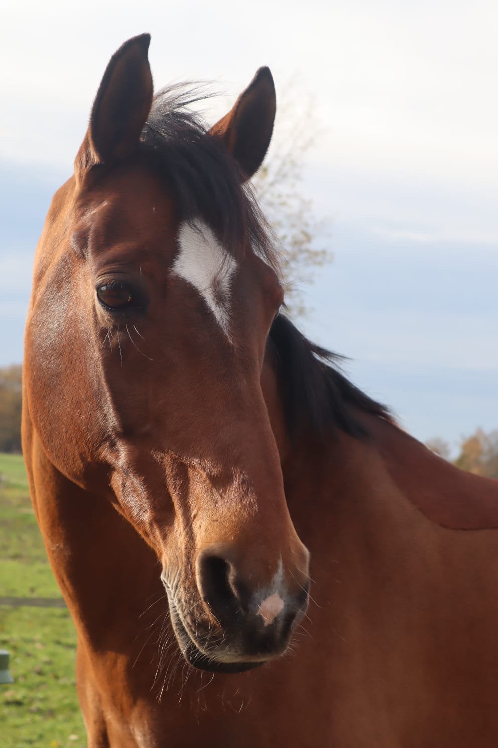 Ervaren leerpony zoekt een fijne recreatieplek, Dieren en Toebehoren, Ruin, Recreatiepaard, Ontwormd, 11 jaar of ouder