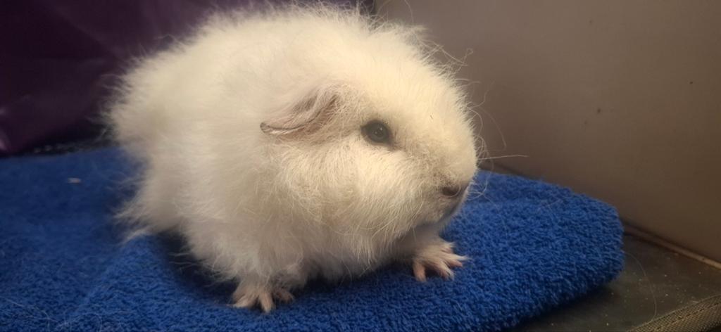 Cavia Ch teddy, Maart, Mannelijk, Cavia