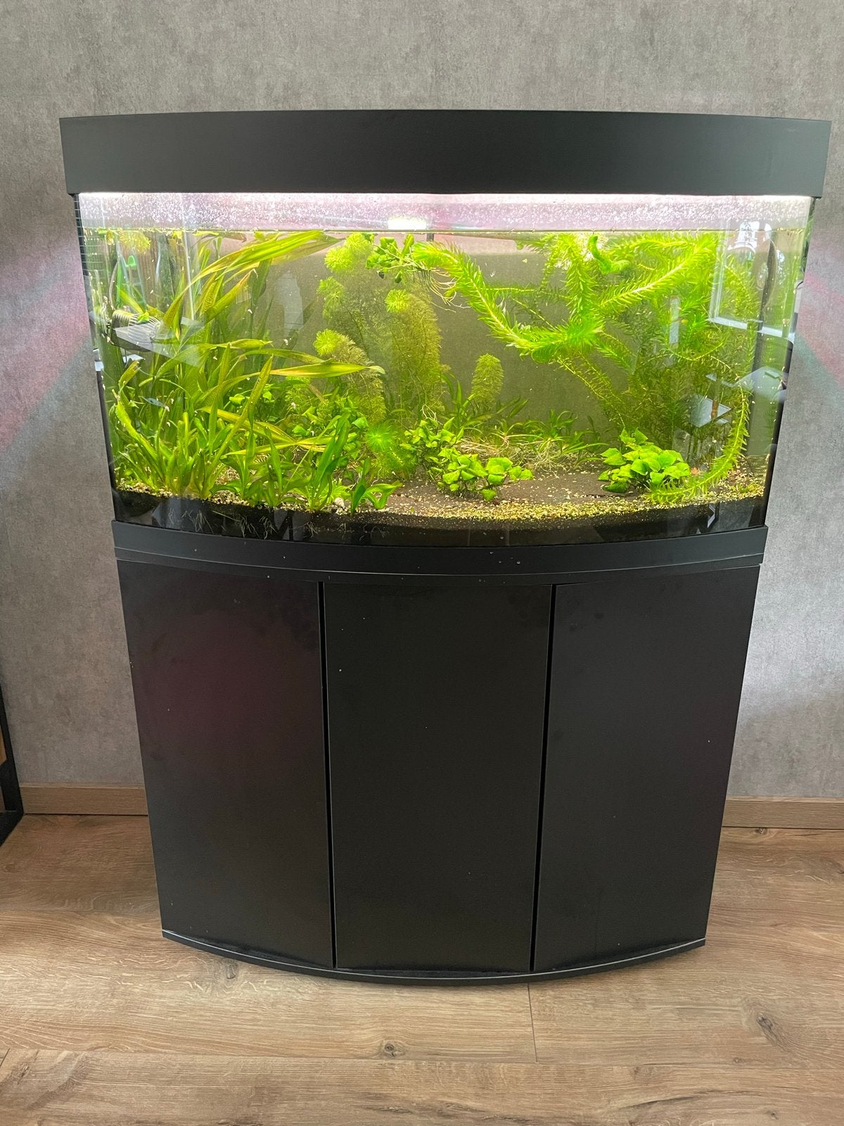 Juwel Vision 180 met toebehoren., Dieren en Toebehoren, Vissen | Aquaria en Toebehoren, Ophalen, Gebruikt, Inclusief deksel, Gevuld zoetwateraquarium