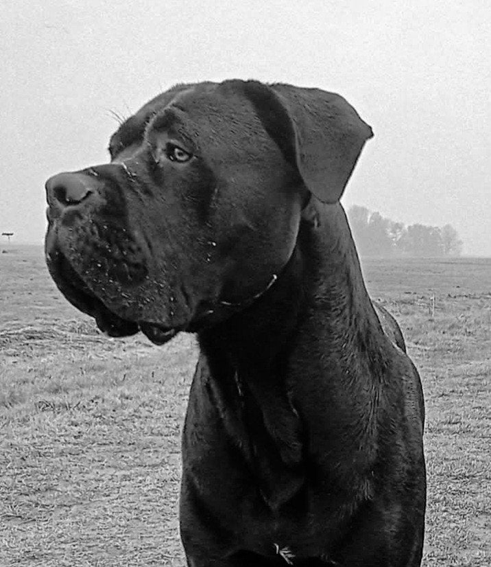 TER DEKKING VOLLEDIG GETEST, Reu, Eén hond, CDV (hondenziekte), 3 tot 5 jaar