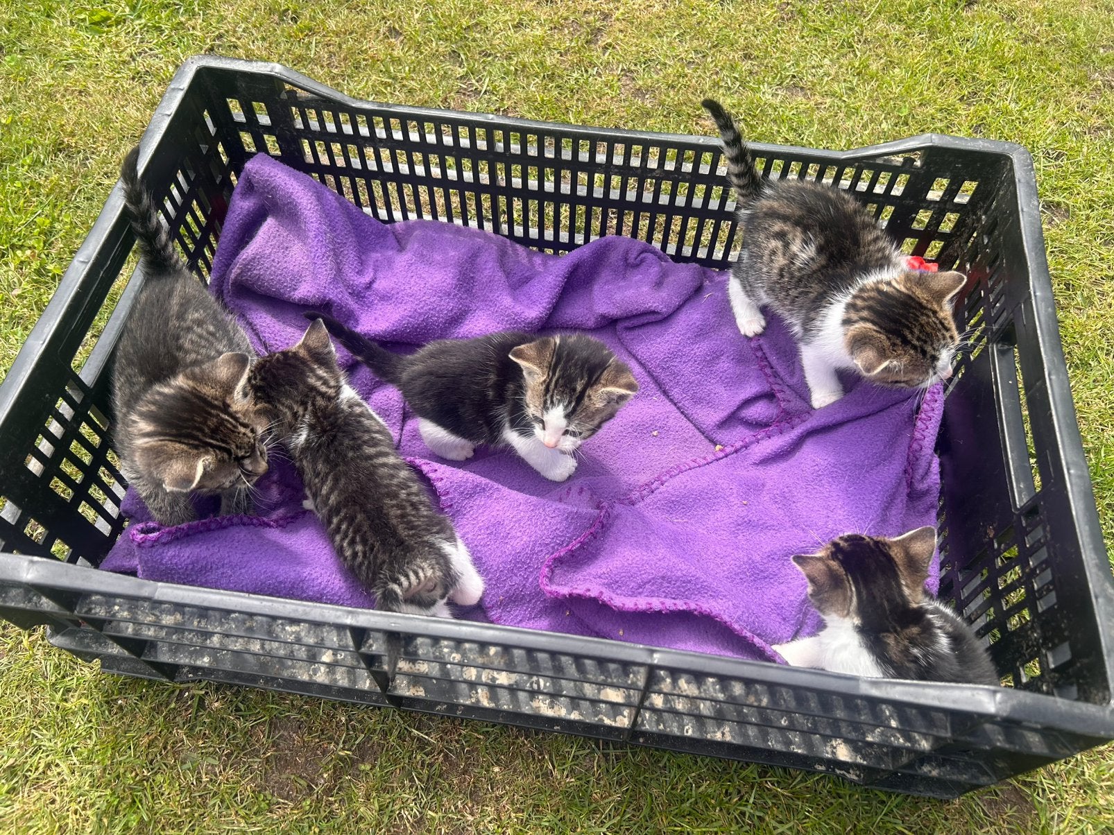 Kittens te koop, Dieren en Toebehoren, Katten en Kittens | Overige Katten, Meerdere dieren, Kortharig, 0 tot 2 jaar