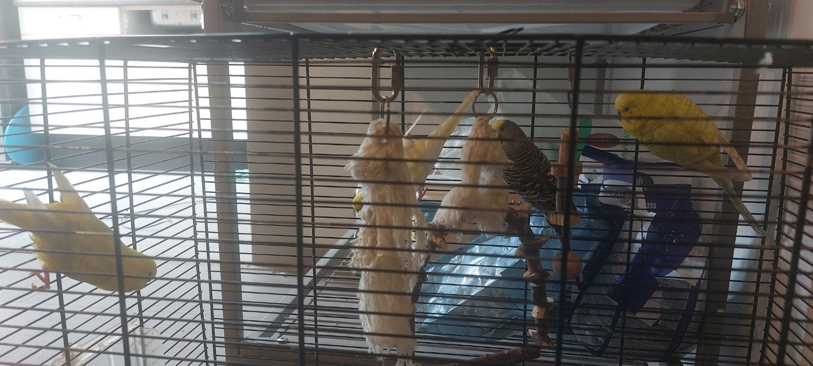 Grasparkiet, Meerdere dieren, Parkiet