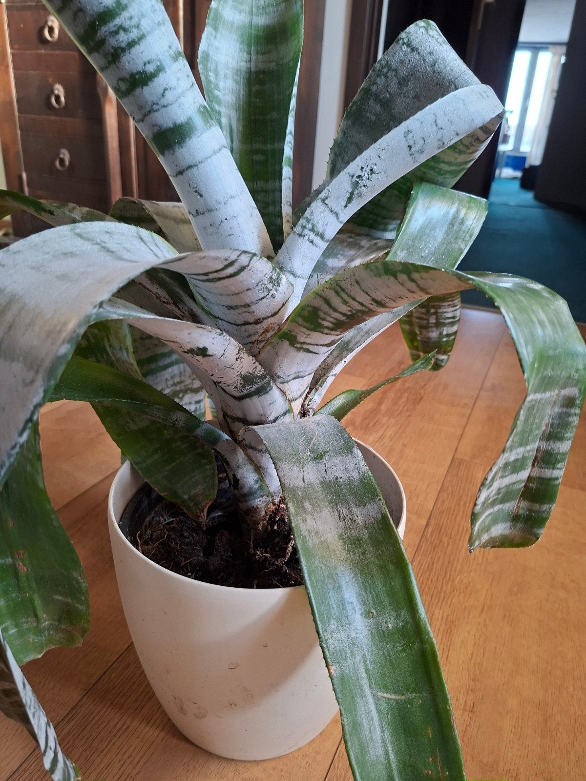 Decoratieve Bromelia plant in pot, Huis en Inrichting, Kamerplanten, Ophalen, In pot, Halfschaduw, Minder dan 100 cm