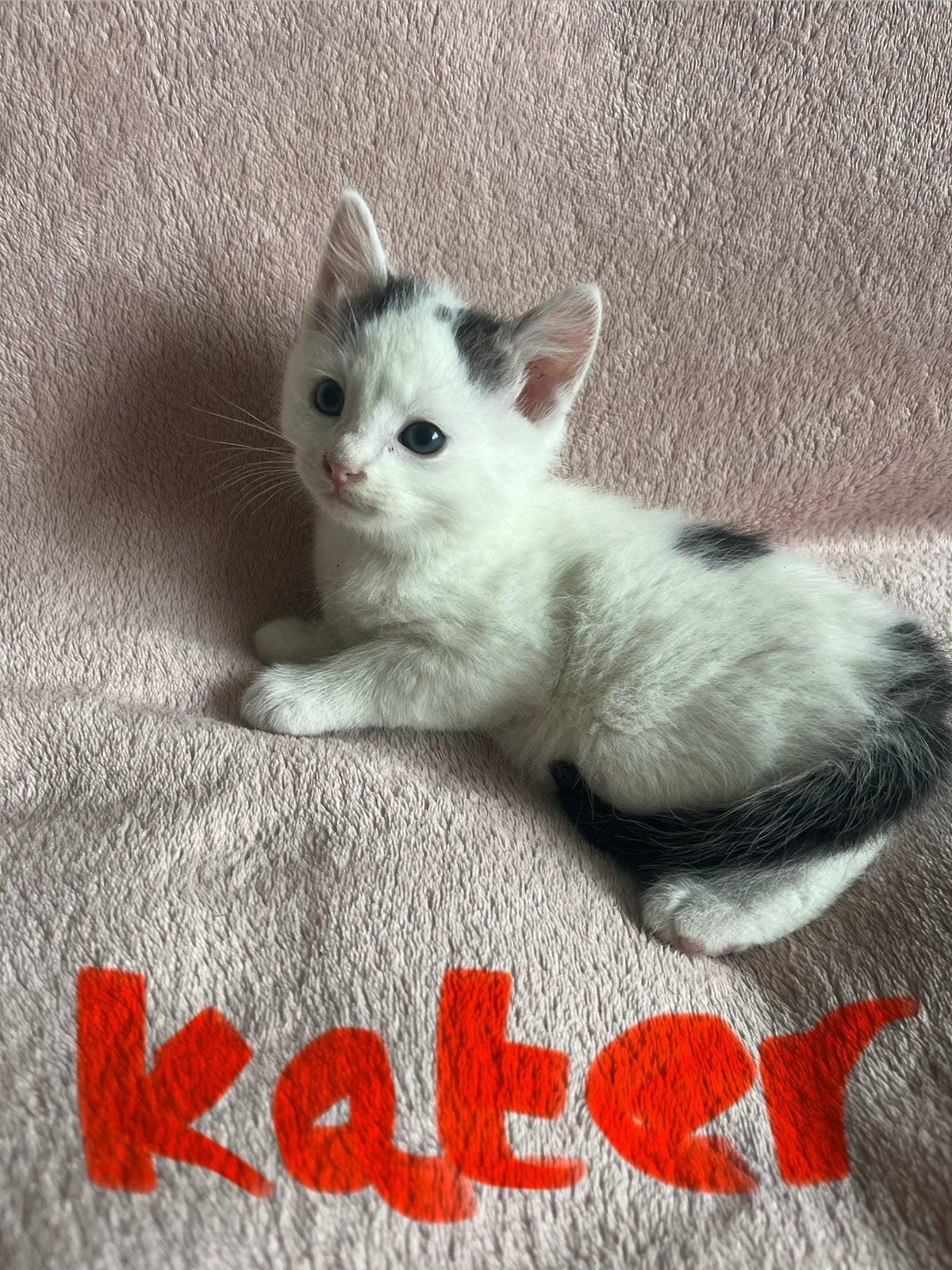 Te koop kittens, Meerdere dieren, Langharig, 0 tot 2 jaar