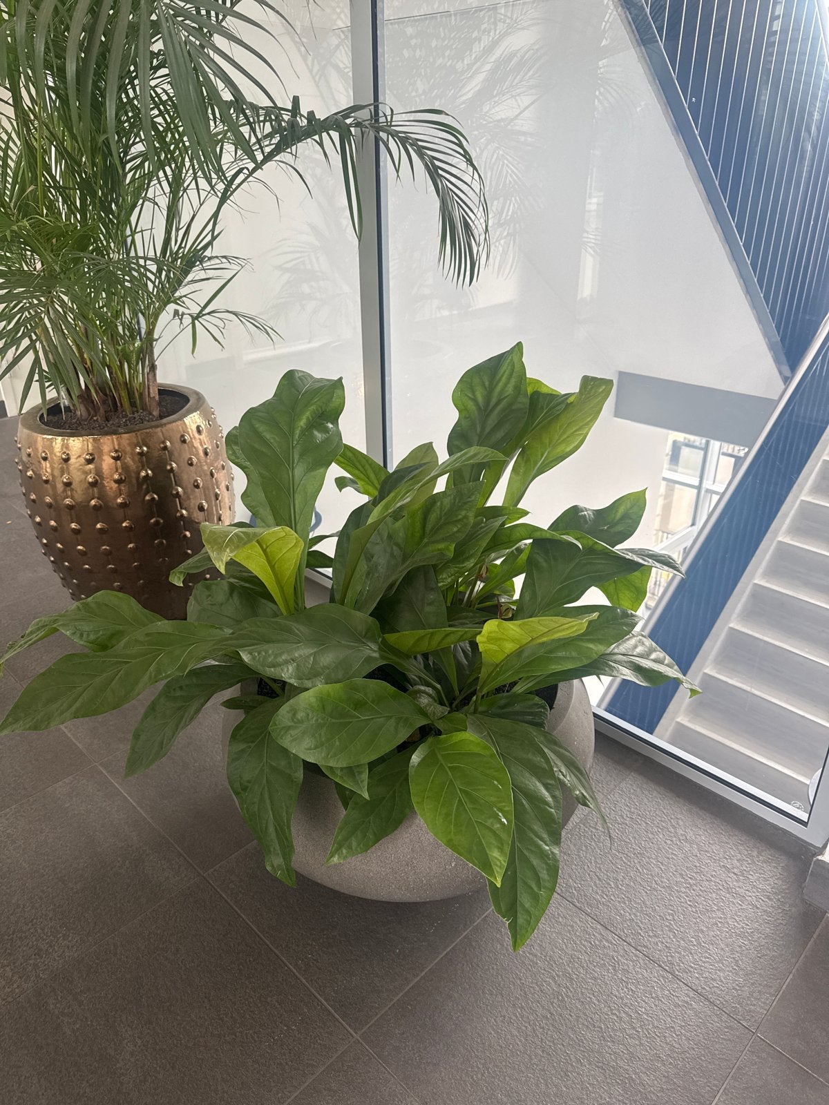 Ronde kunststof pot met 3 hydrocultuur planten, Ophalen, Nieuw, Kunststof, Modern