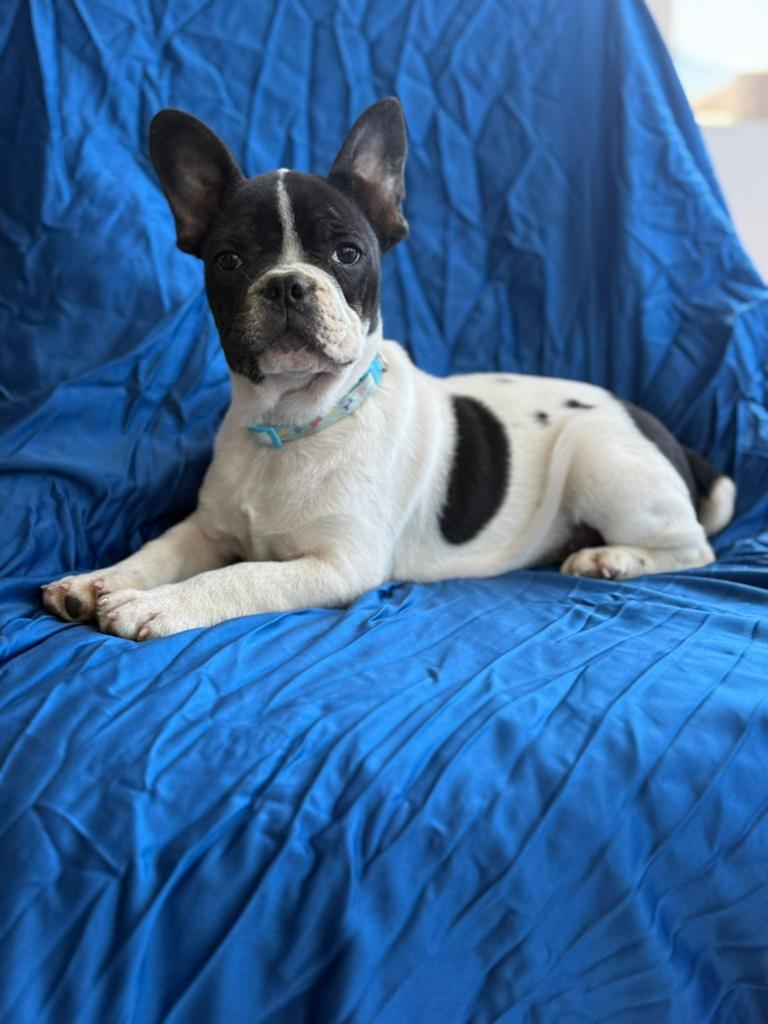 Franse bullbog, Dieren en Toebehoren, Honden | Bulldogs, Pinschers en Molossers, Particulier, 15 weken tot 1 jaar, Reu, Buitenland
