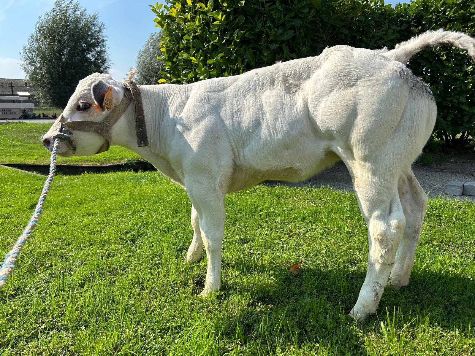 2 super dikbil vaarsjes, Vrouwelijk