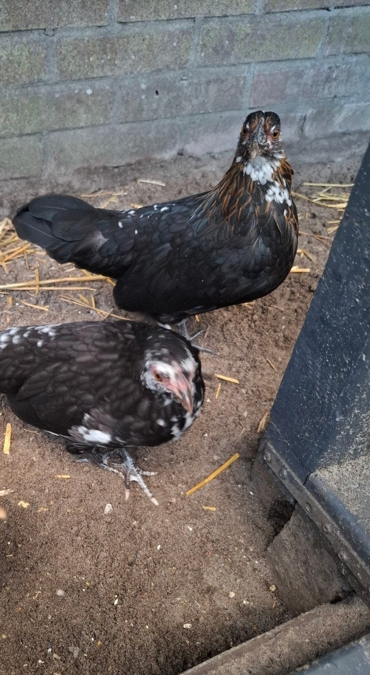 2 Hollandse kriel kip, Dieren en Toebehoren, Pluimvee, Meerdere dieren, Kip