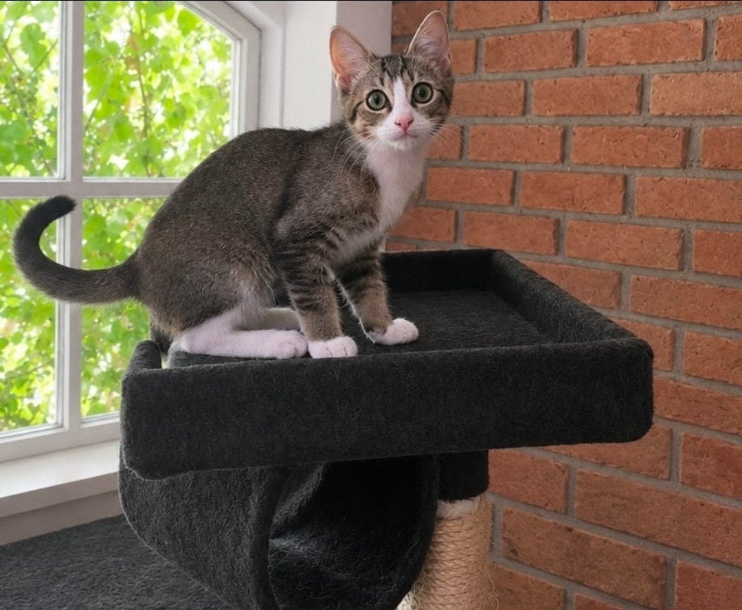 kitten abessijn mix, Kater, Kortharig, 0 tot 2 jaar