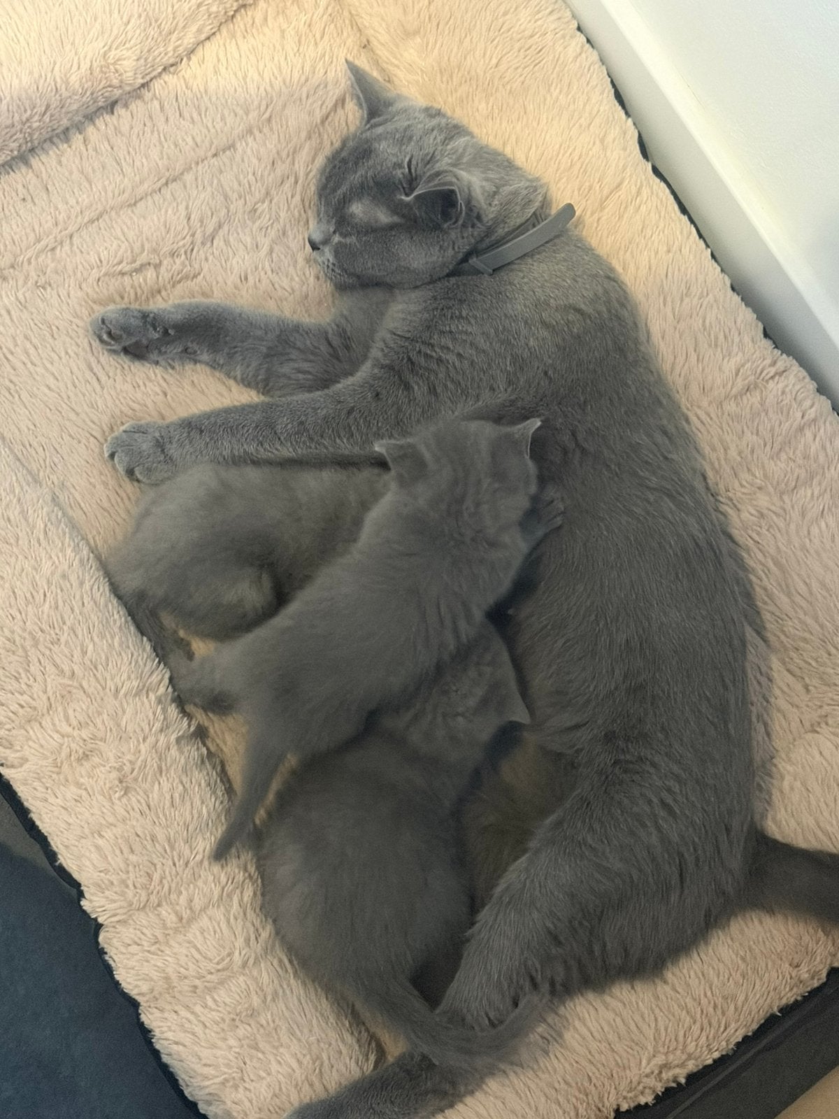 Grijze Britse korthaar kittens, Meerdere dieren, Kortharig, 0 tot 2 jaar