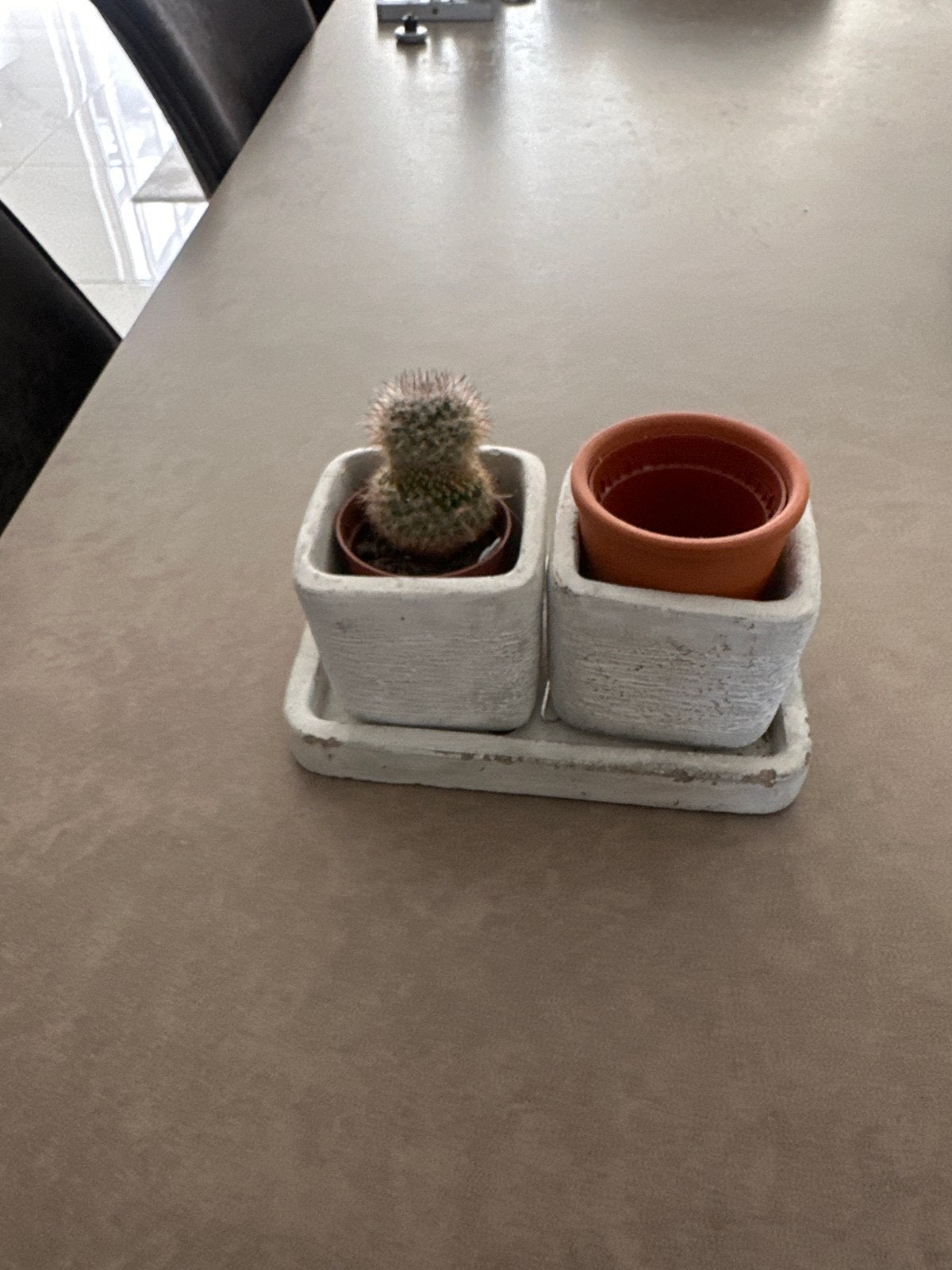Cactus in betonnen pot met schaal, Ophalen of Verzenden, Zo goed als nieuw, Modern, Grijs