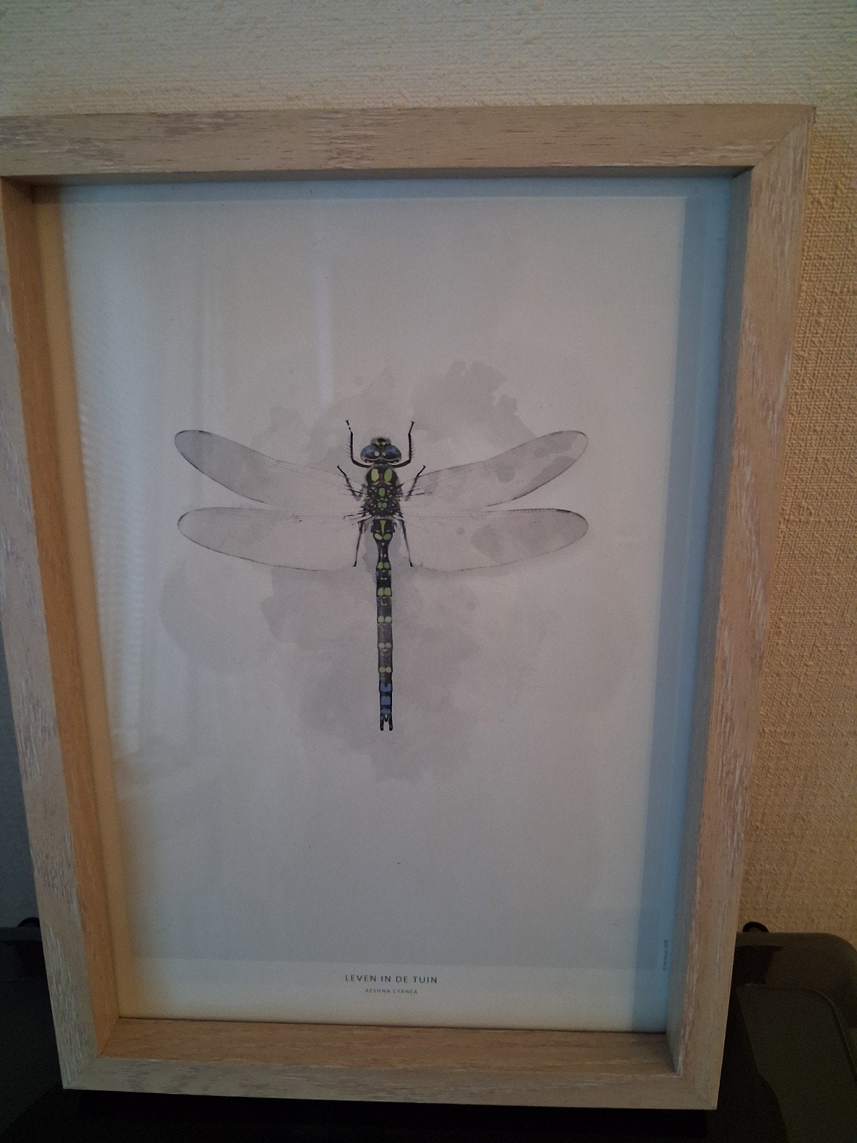 Afbeelding Libelle in houten lijst/plexiglas, Minder dan 50 cm, Overige typen, Nieuw, Ophalen of Verzenden