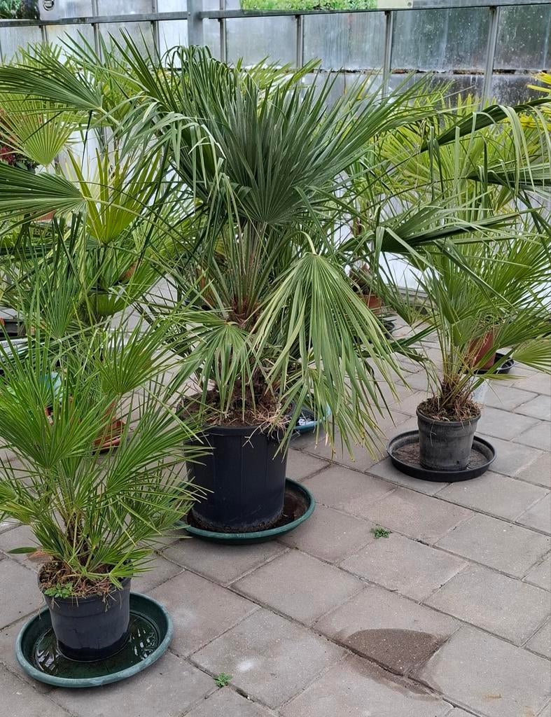 Chamerops humelis palm winterhard., Tuin en Terras, Planten | Bomen, Palmboom, 100 tot 250 cm, Volle zon, Zomer, Ophalen