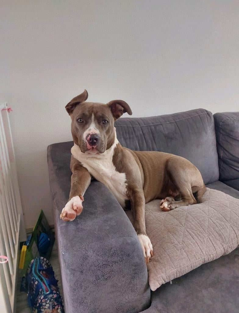 American bully xl, Dieren en Toebehoren, Honden | Bulldogs, Pinschers en Molossers, Teef, Overige rassen, Particulier, Eén hond