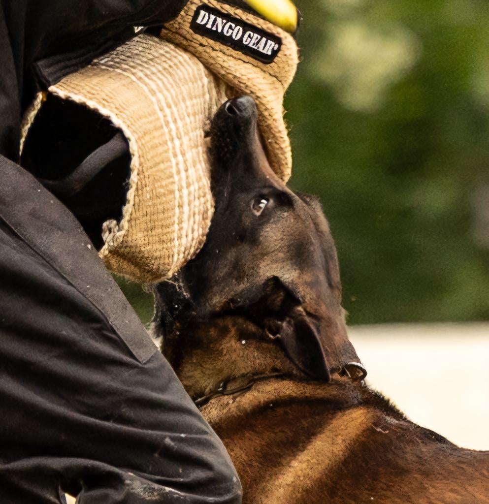 Dekreu Mechelse Herder FCI Stamboom, Rabiës (hondsdolheid), Reu, Eén hond, 3 tot 5 jaar
