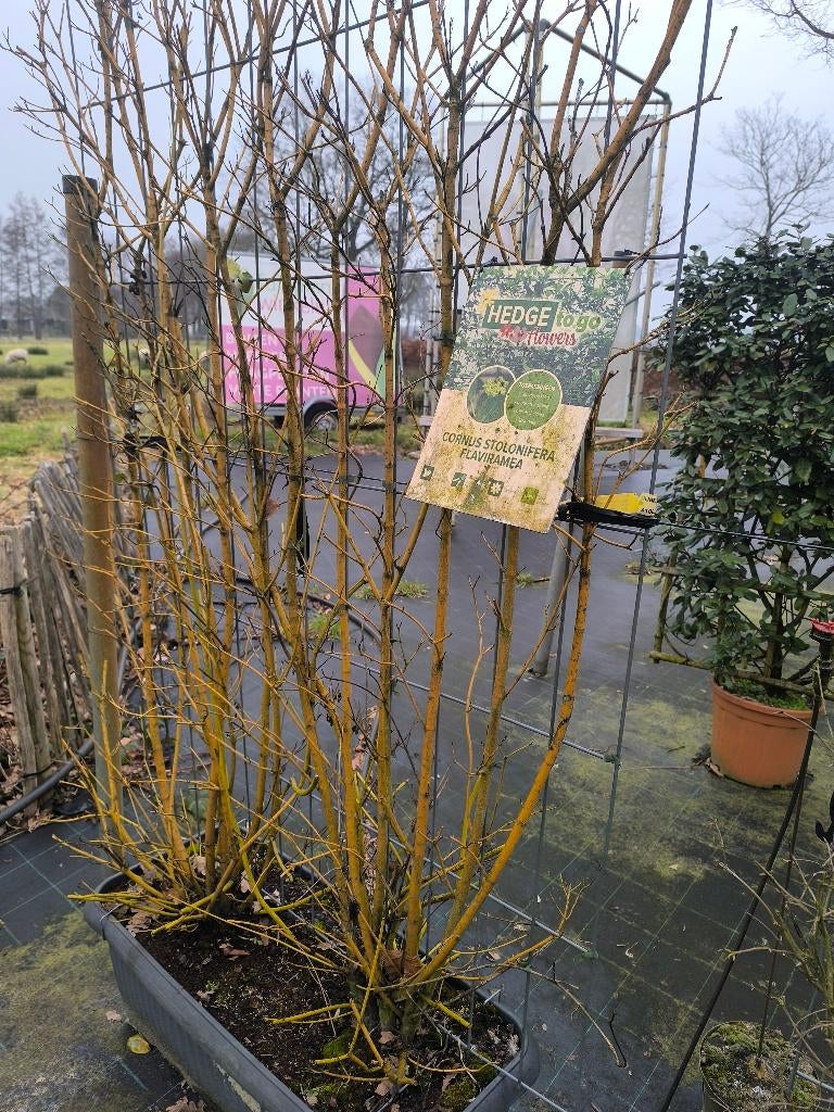 Cornus sericea 'Flaviramea'| Canadese Kornoelje |Hedge to go, Ophalen, Overige soorten, Haag, 100 tot 250 cm