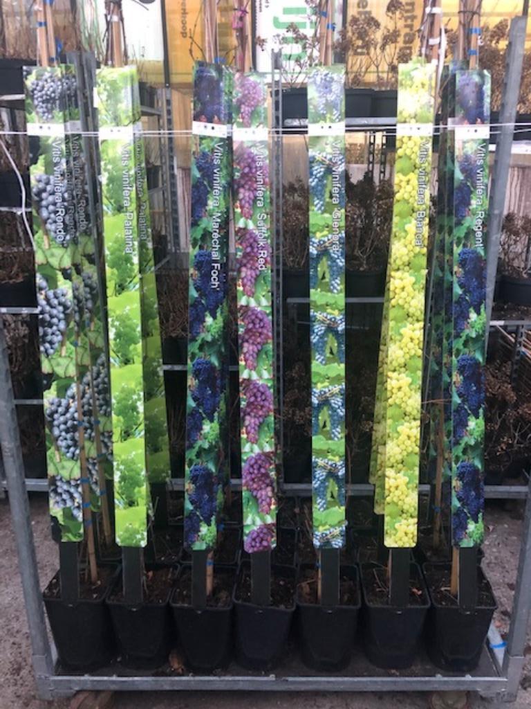 Druif, druiven in soorten 150-175 cm hoog € 19,95 per stuk, Ophalen, Volle zon, Vaste plant, Klimplanten
