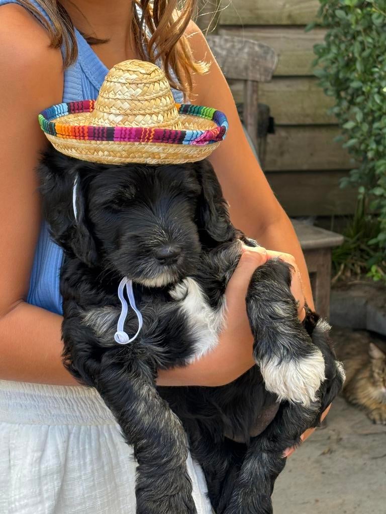Labradoodle, Overige rassen, 8 tot 15 weken, Parvo, Meerdere dieren